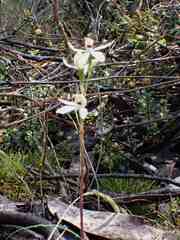 Caladenia cucullata