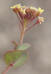 Lepidium perfoliatum