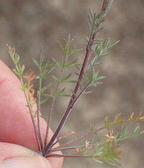 Lepidium perfoliatum