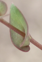Lepidium perfoliatum