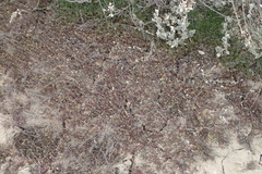 Lepidium perfoliatum