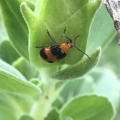 Aulacophora hilaris