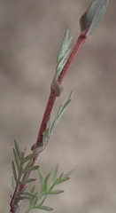 Lepidium perfoliatum