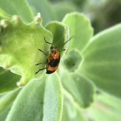 Aulacophora hilaris