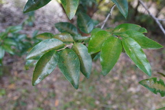 Securinega durissima