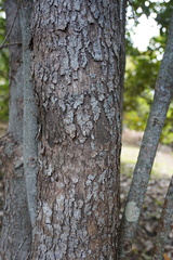 Securinega durissima