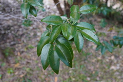 Securinega durissima