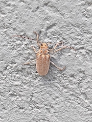 Celosterna scabrator