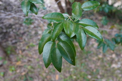 Securinega durissima