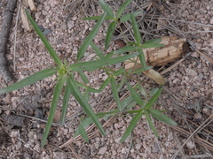Euphorbia cuphosperma