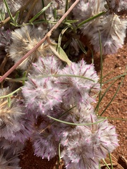Ptilotus axillaris