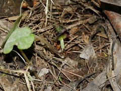 Corybas hypogaeus