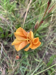 Oenothera mollissima