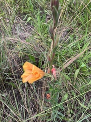 Oenothera mollissima