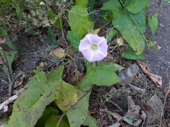 Calystegia subvolubilis