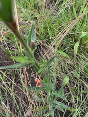 Oenothera mollissima