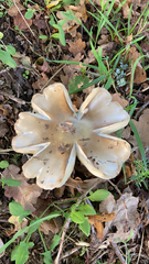 Clitocybe brunneocephala