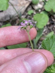 Pelargonium inodorum