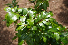 Doratoxylon apetalum