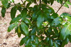 Doratoxylon apetalum