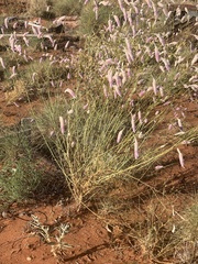 Ptilotus calostachyus