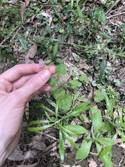 Pelargonium inodorum