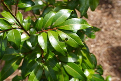 Doratoxylon apetalum