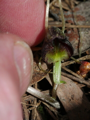 Corybas hypogaeus