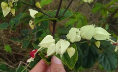 Clerodendrum fuscum