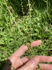 Rumex brownii