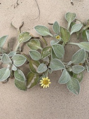 Arctotheca populifolia