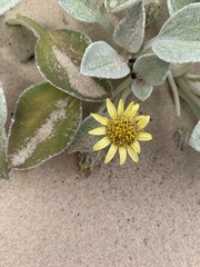 Arctotheca populifolia