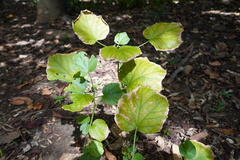 Hibiscus ovalifolius