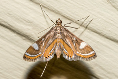 Strepsinoma croesusalis