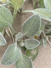 Arctotheca populifolia