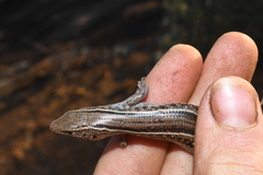 Ctenotus saxatilis