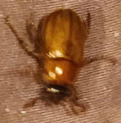 Cyclocephala lurida