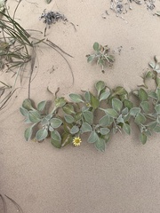 Arctotheca populifolia