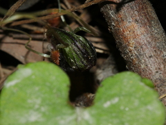 Corybas hypogaeus