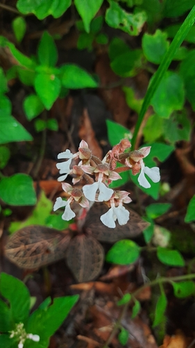 Jewel orchid (Anoectochilus brevilabris)
