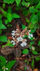 Anoectochilus brevilabris