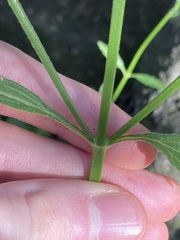 Verbena brasiliensis