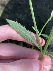 Verbena brasiliensis