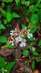 Anoectochilus brevilabris