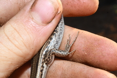 Ctenotus saxatilis