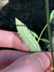 Verbena brasiliensis