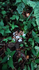 Anoectochilus brevilabris