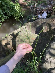 Verbena brasiliensis