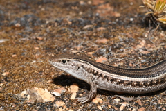 Ctenotus saxatilis