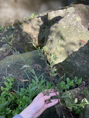 Verbena brasiliensis